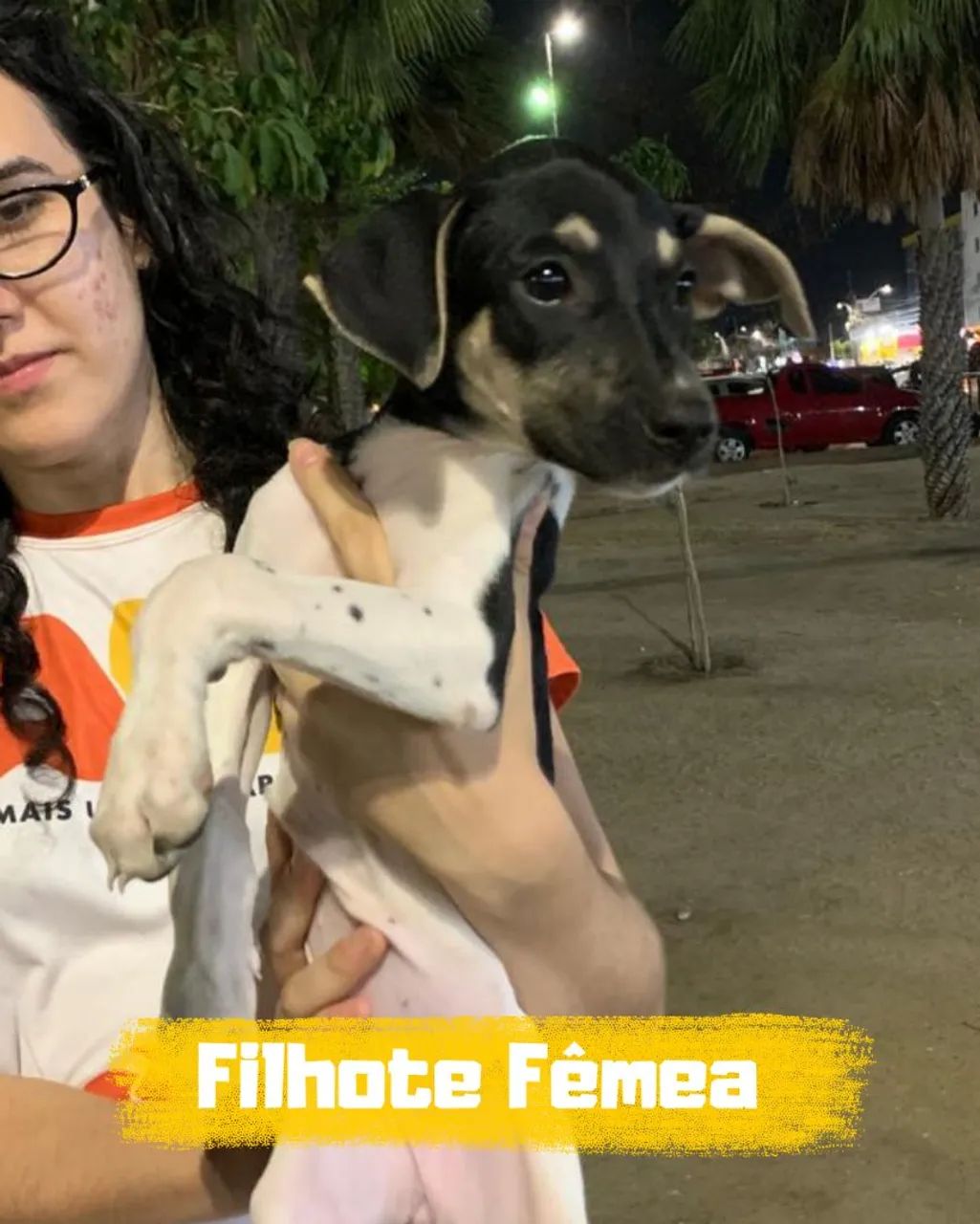 Filhotes disponíveis  - Foto 3