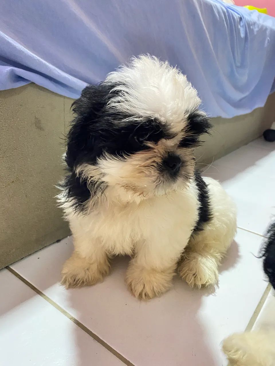 Shihtzu Fêmea - Foto 5
