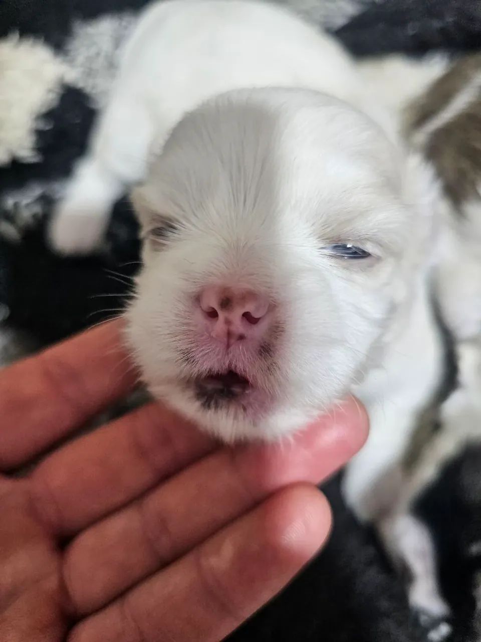 Lhasa Apso à venda - Foto 5