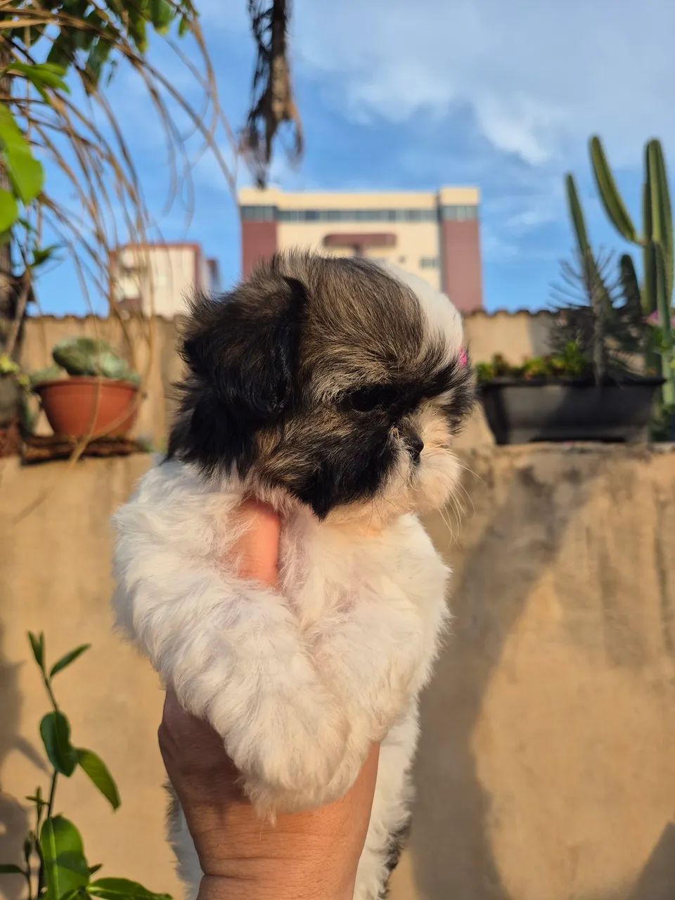 Shih-tzu  - Foto 2