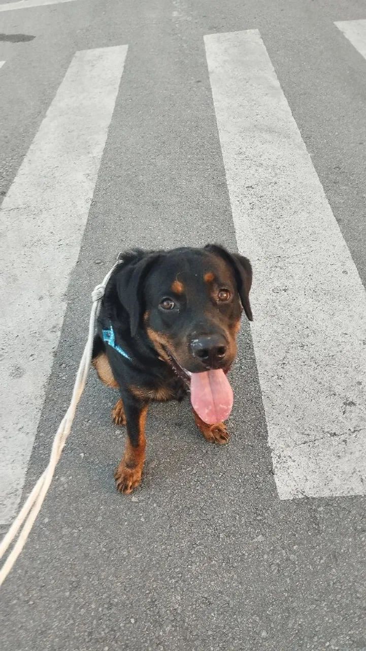 Rottweiler 6 meses