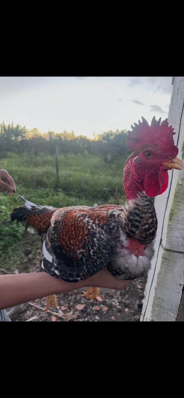 Galinhas e frango - Foto 2