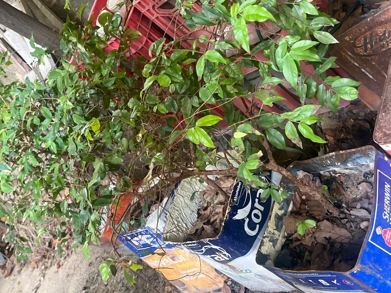 Vende se mudas de JABUTICABAS  - Foto 2
