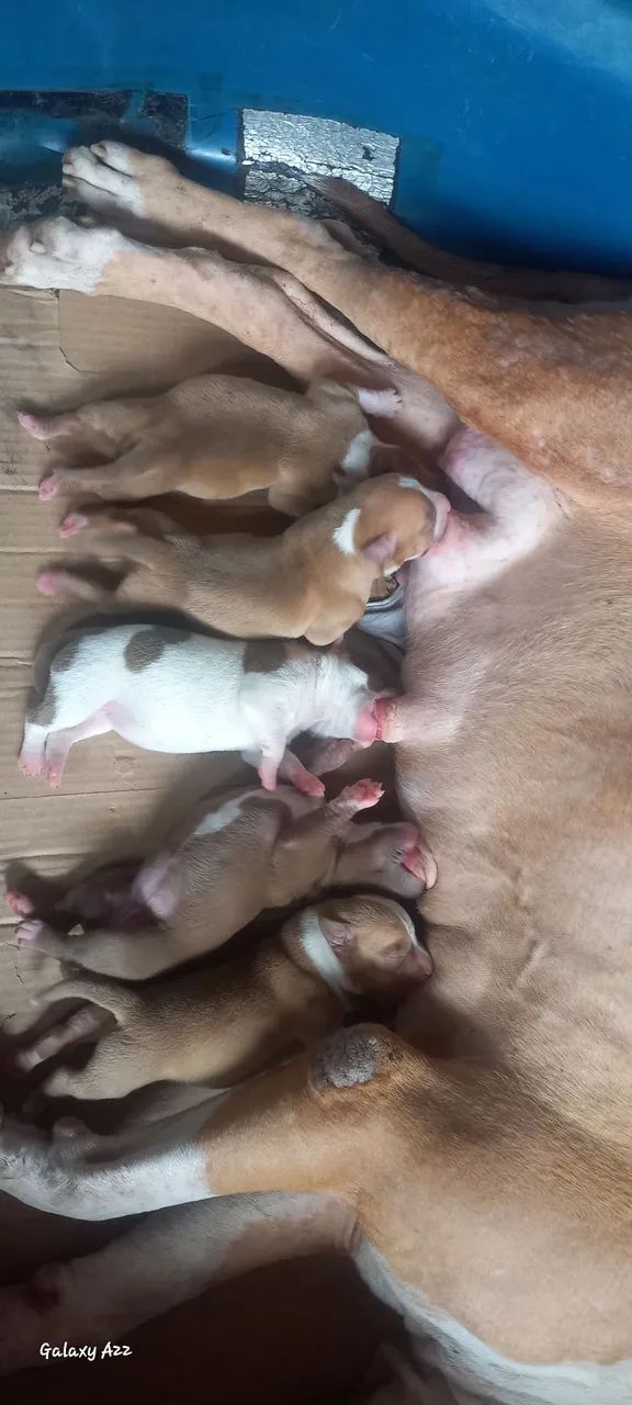 Filhotes pitbull monster - Foto 2