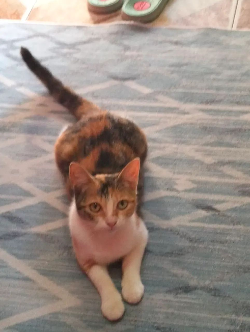Doação de gato - Foto 2