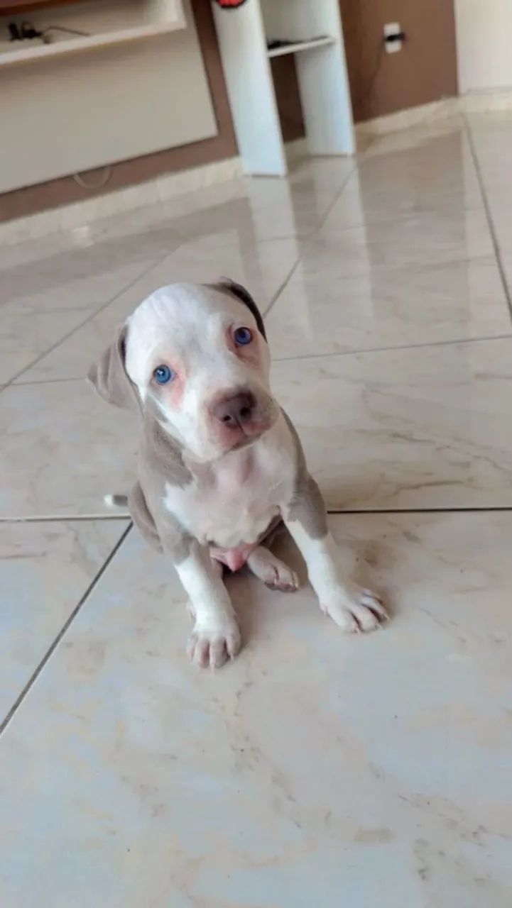 Vende-se Pittbull Macho  - Foto 3