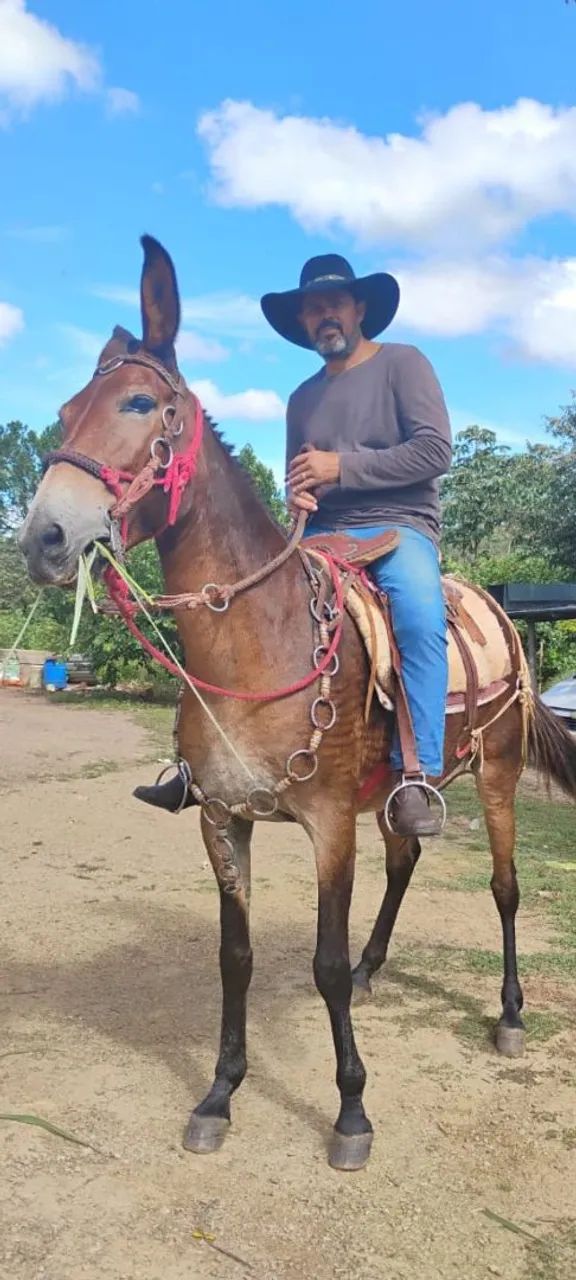 Mula grande  - Foto 3