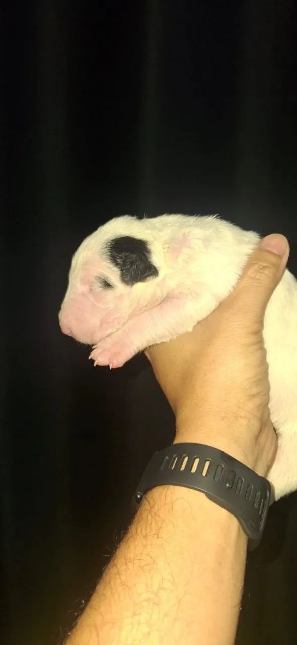 Bull Terrier inglês standard  - Foto 4