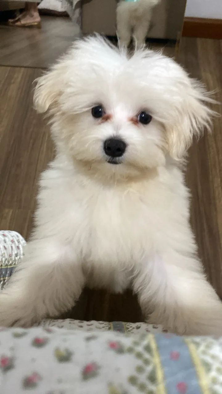CACHORRO MALTÊS 