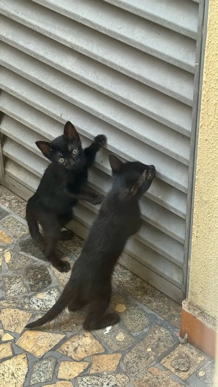 ? DOAÇÃO DE 2 GATINHAS  - Foto 2