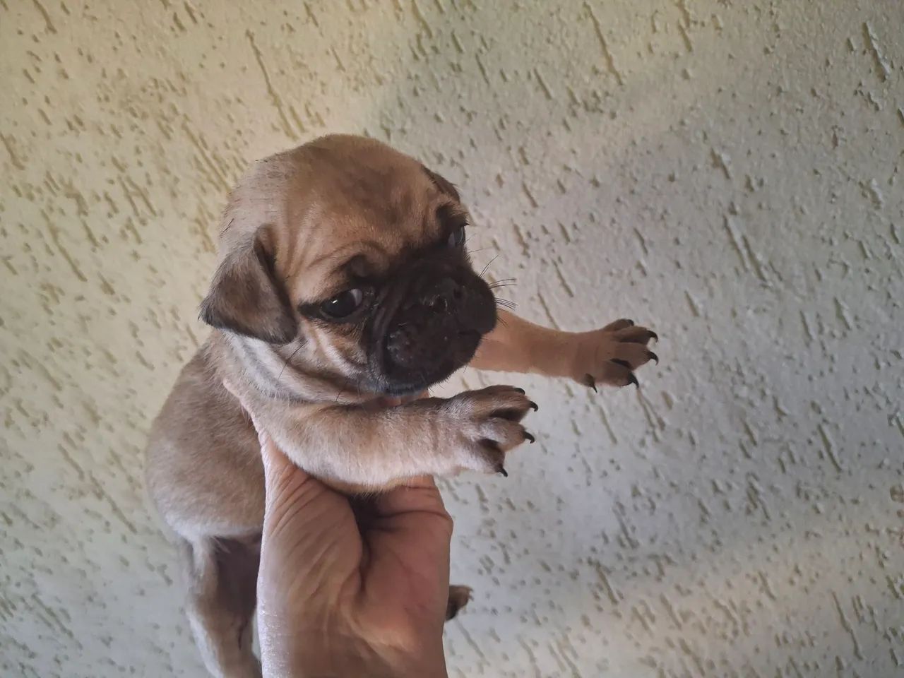 Pug  - Foto 4