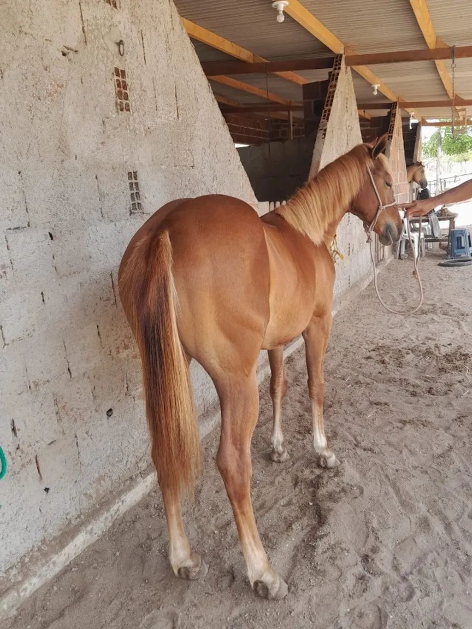 Potra Quarto de Milha -Filha do Dom Rojo. - Foto 2