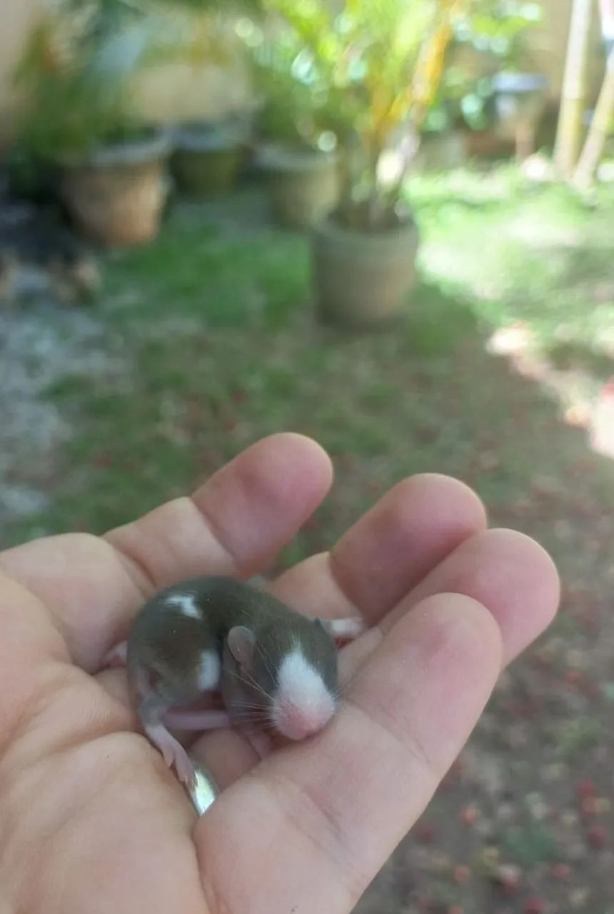 Camundongos filhotes e adultos