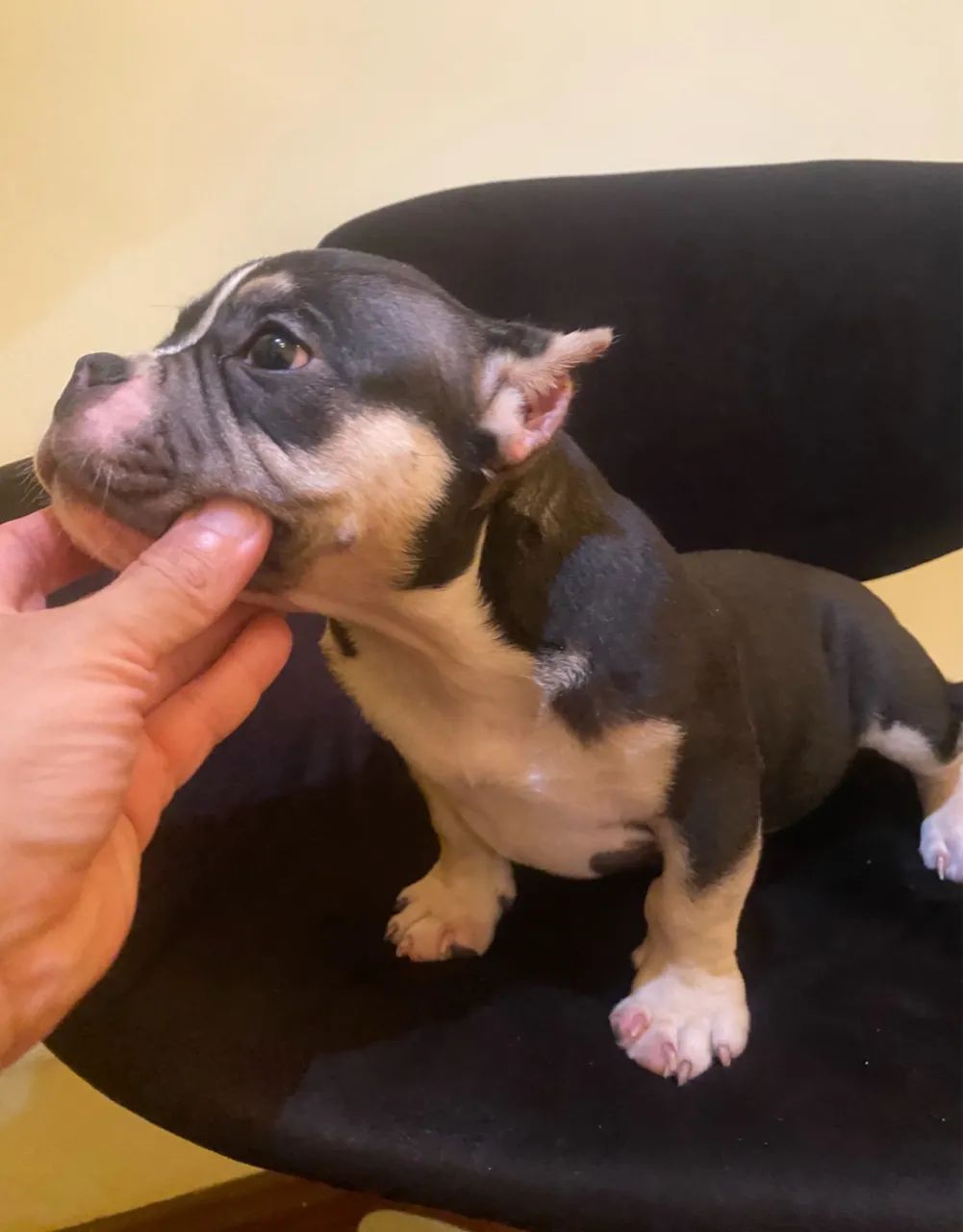Filhote American Bully  - Foto 2