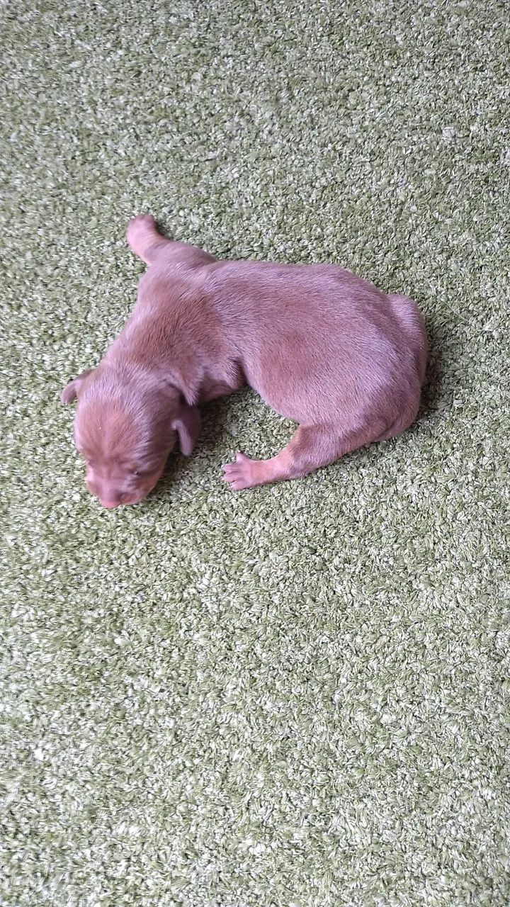 Filhotes dachshund mini para reserva - Foto 6