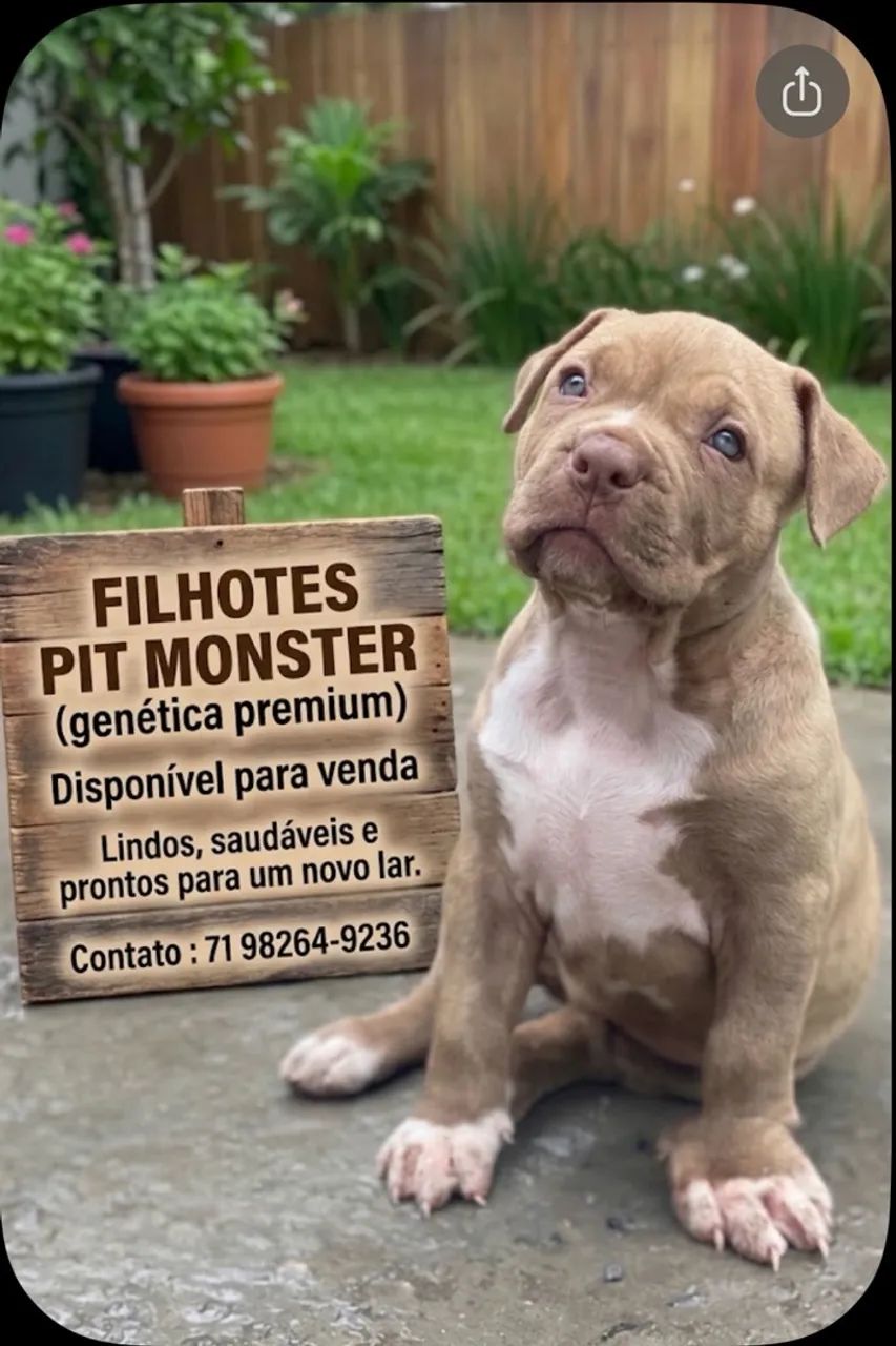Pitmonsters filhotes