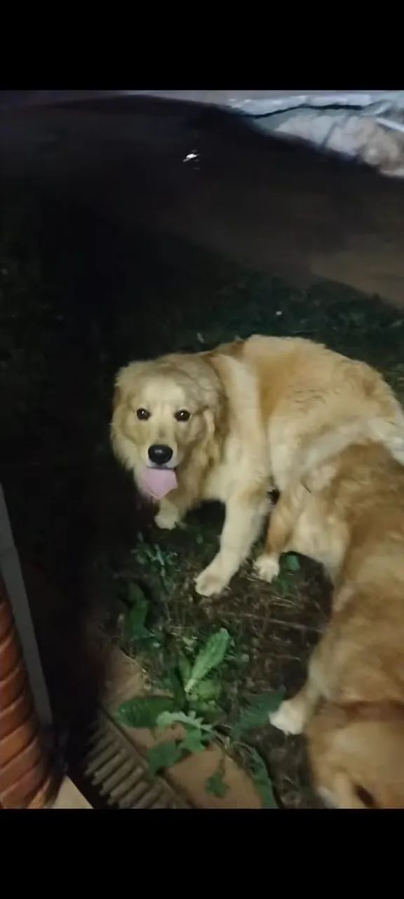 Golden retriver - Foto 2
