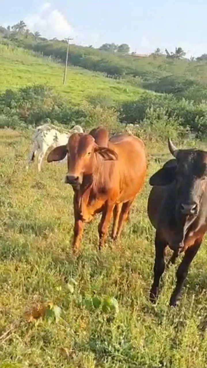 Gado