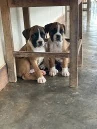 boxer Lealdade que conquista.