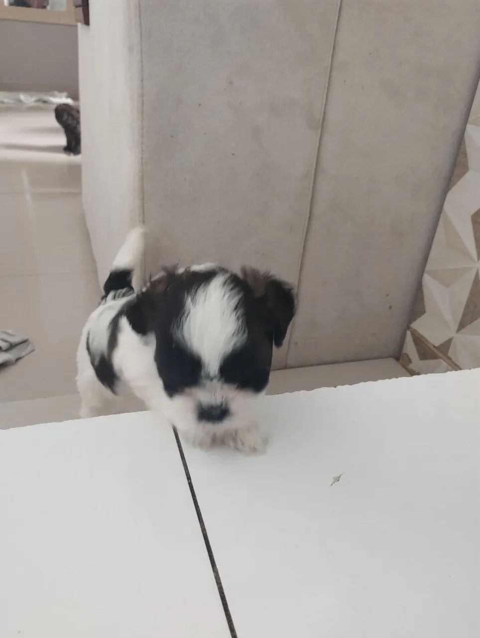 Pequeno Shitzu  - Foto 2