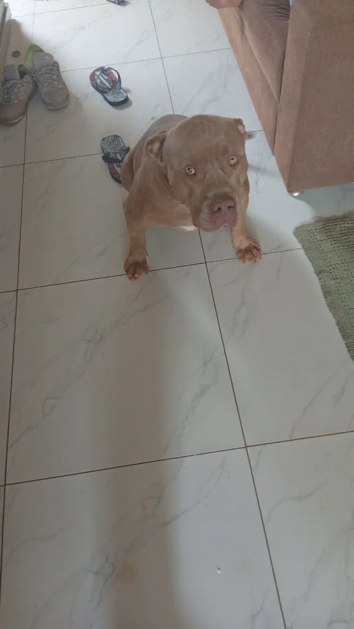 Vendo e aceito encomendas de pitmonster  - Foto 4