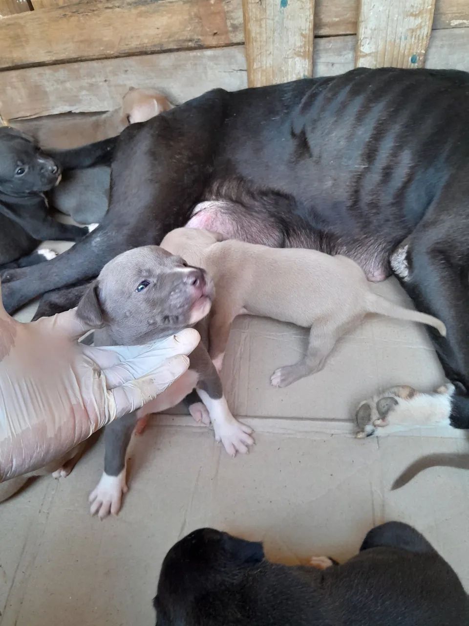 Filhotes de pitbull - Foto 4