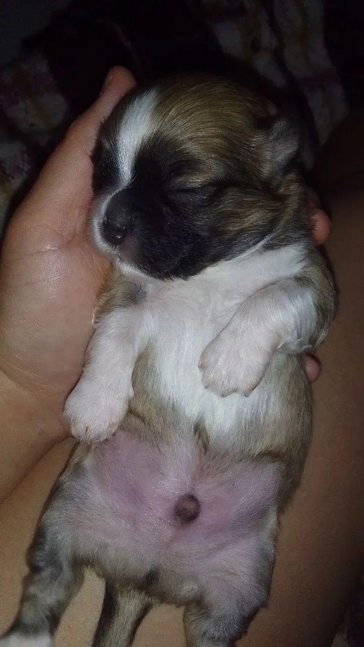 Shih Tzu Mini - Foto 3