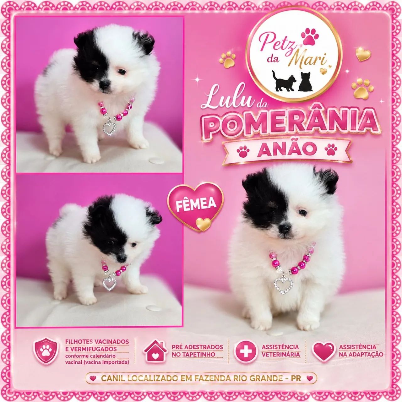 Lulu da pomerania Anão Fêmea 