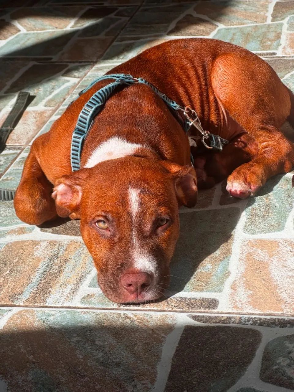 Cachorro Pitibul  - Foto 3