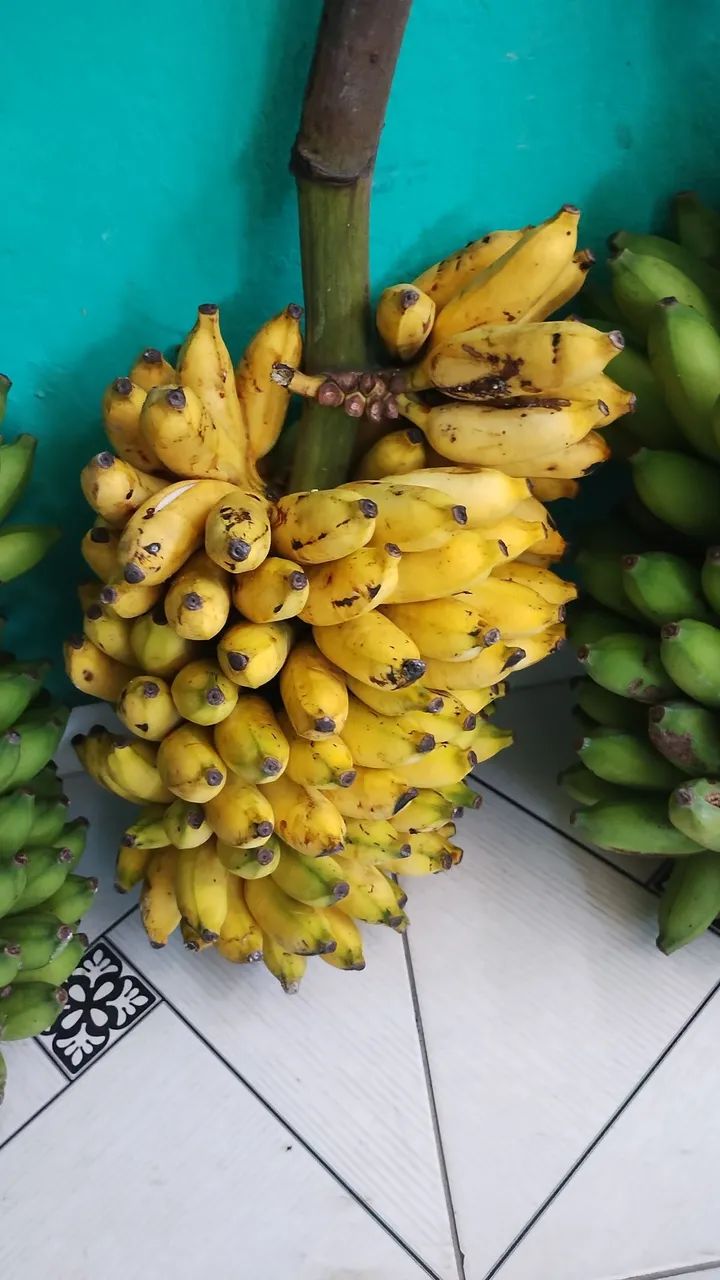 VENDO TRES CACHOS DE BANANA R$ 50,00 - Foto 4