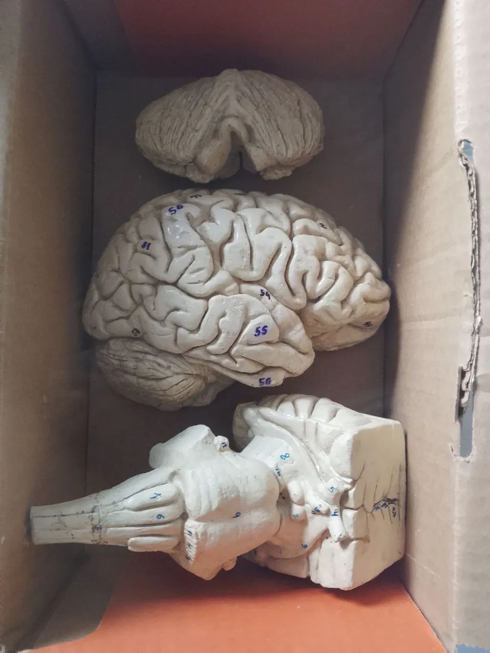 Peças anatômicas 