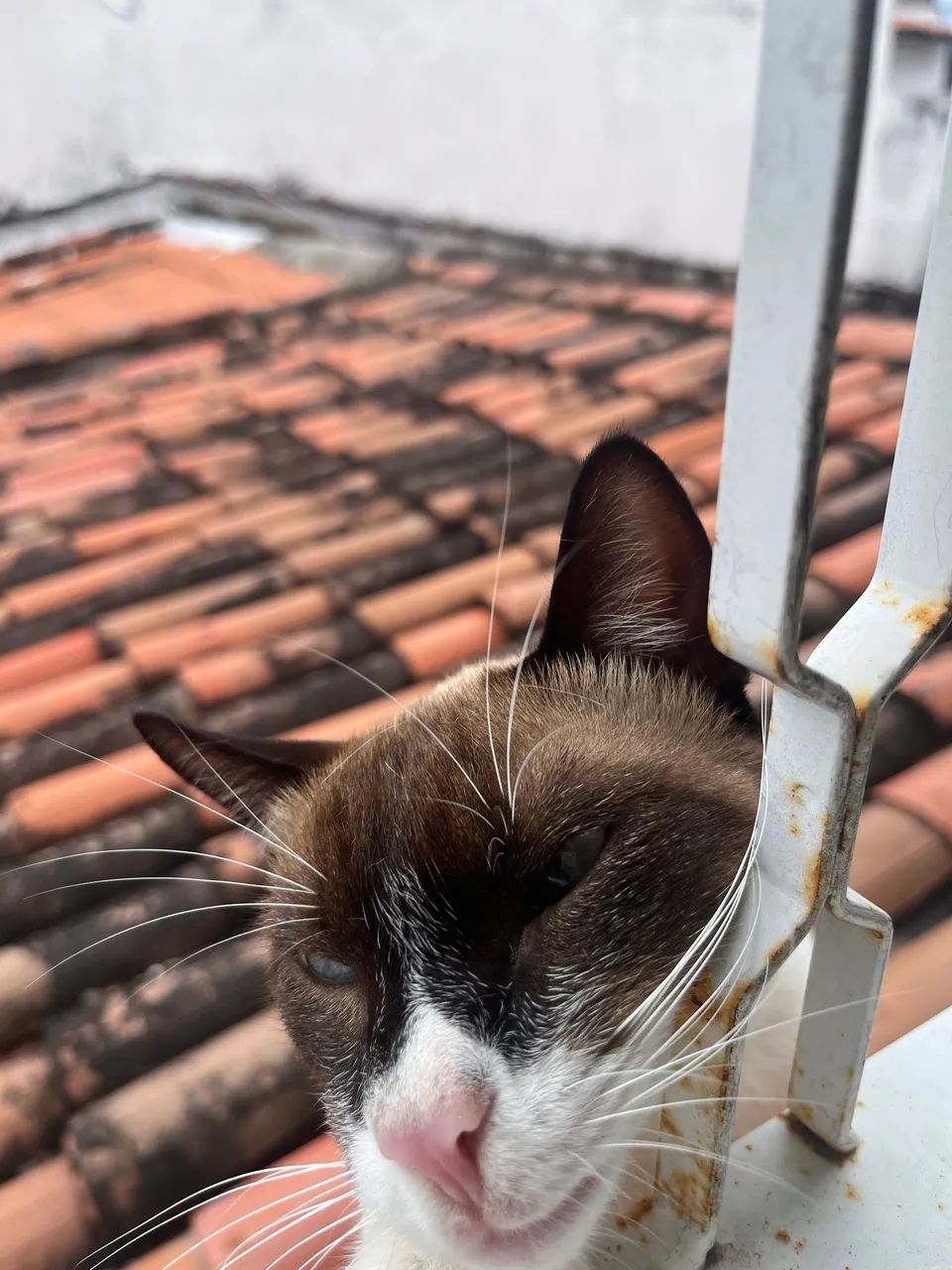 Gatinho muito carinhoso para adoção responsável  - Foto 2