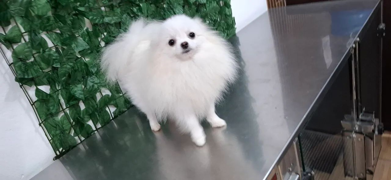 Spitz alemão anão mini - Foto 5