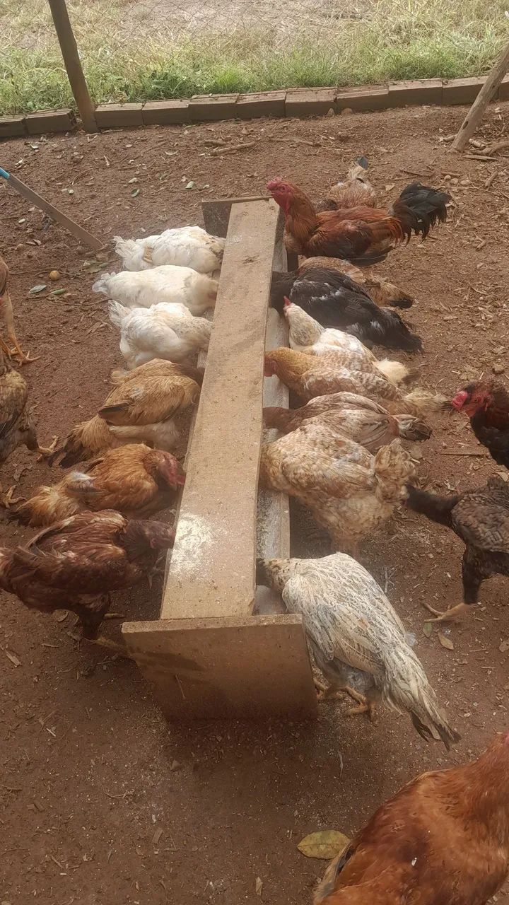 Vendo lote de galinhas barato - Foto 3