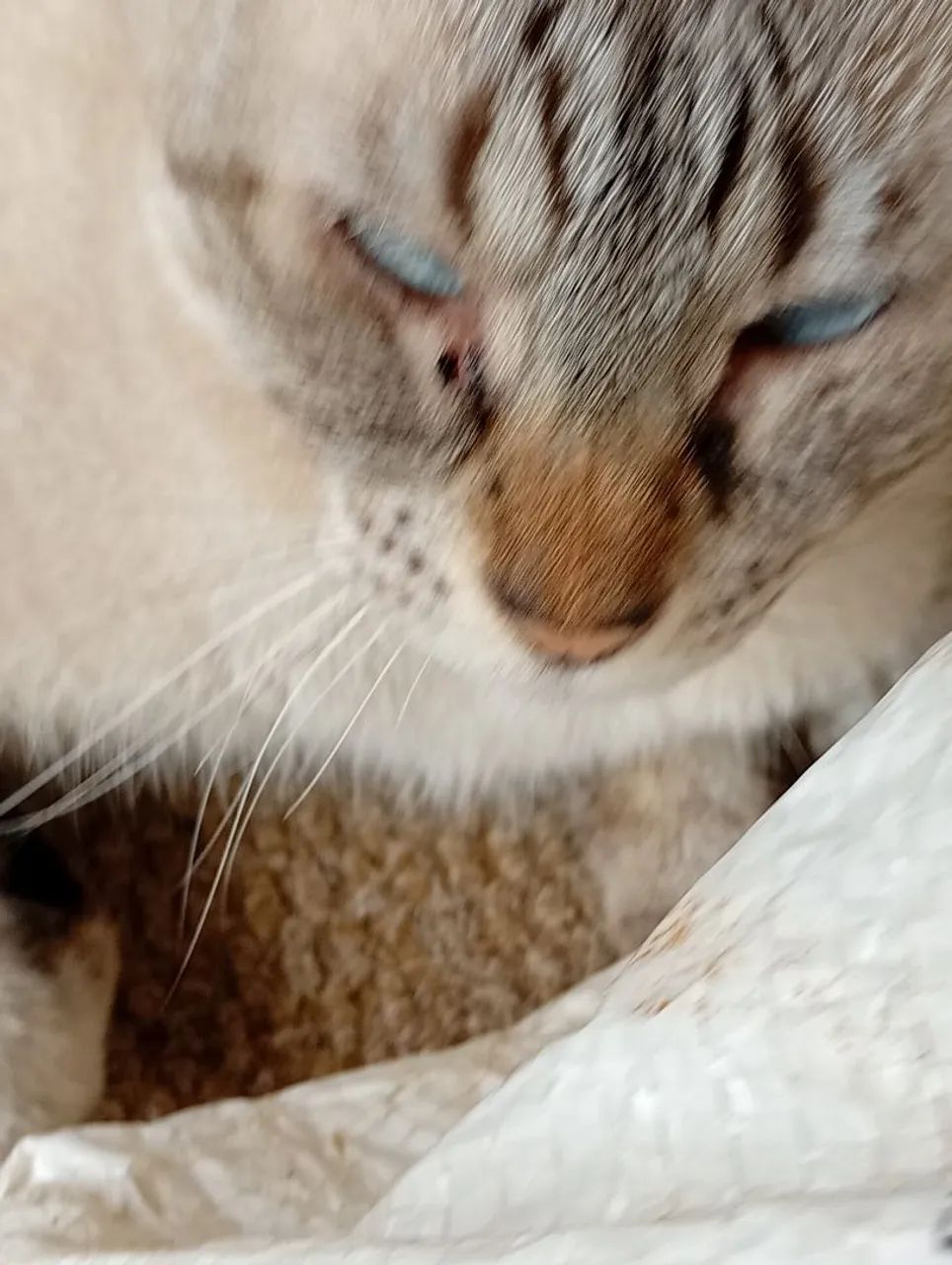 Gato - Foto 3