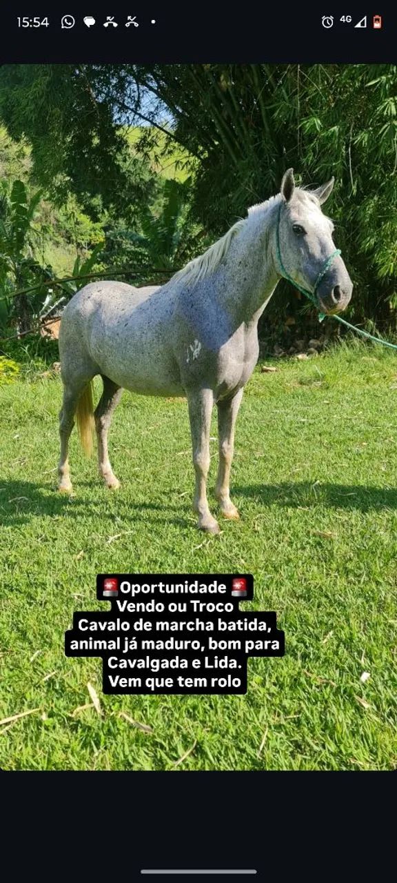 Cavalo bom de cela  - Foto 2