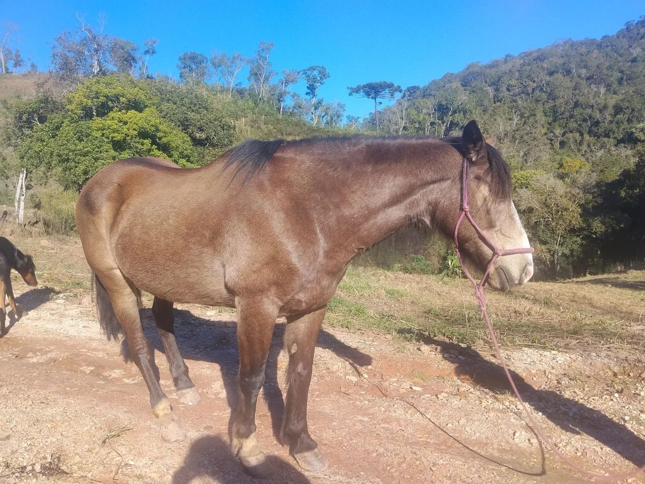 Cavalo crioulo  - Foto 2