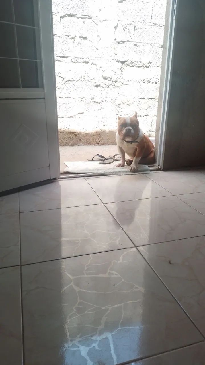 Estou doando american bully micro macho merlin com 1 ano 