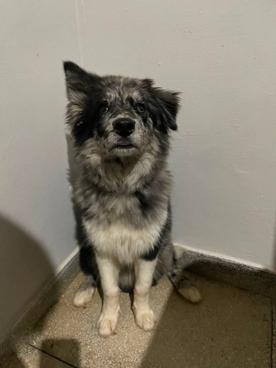 Cachorro border collie 