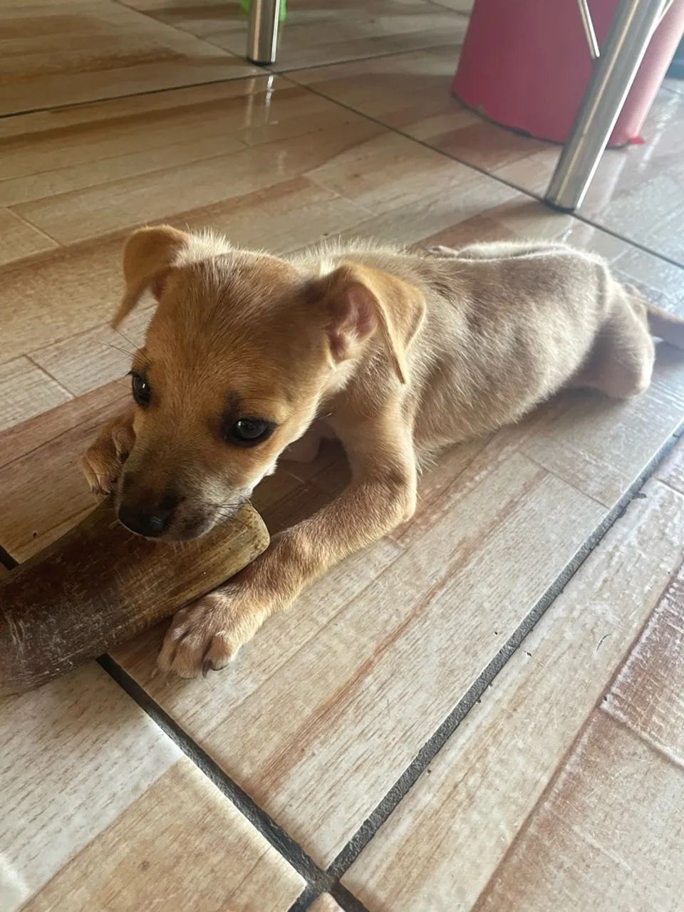 Cachorrinha  - Foto 3