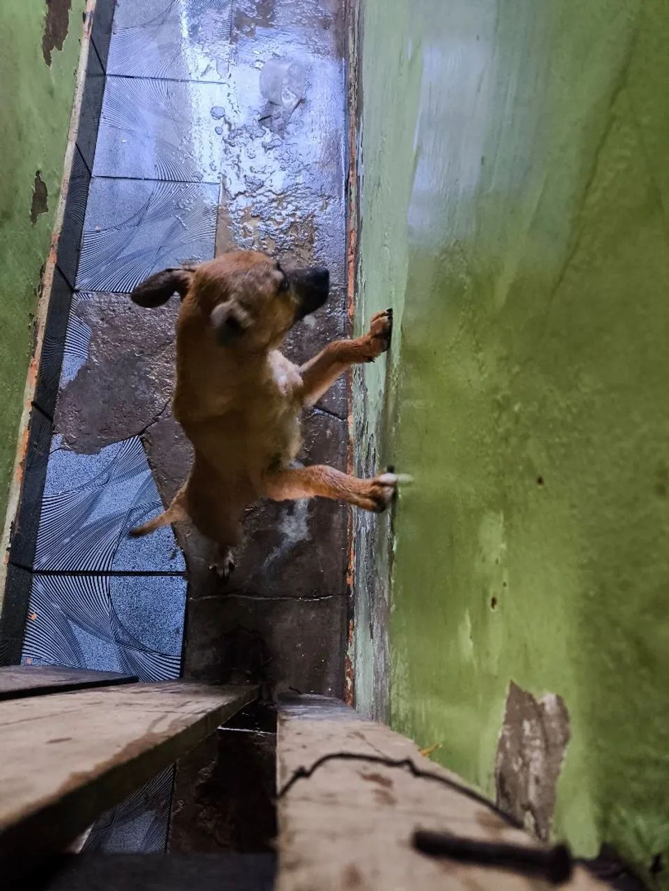 Doa-se cachorro  - Foto 3