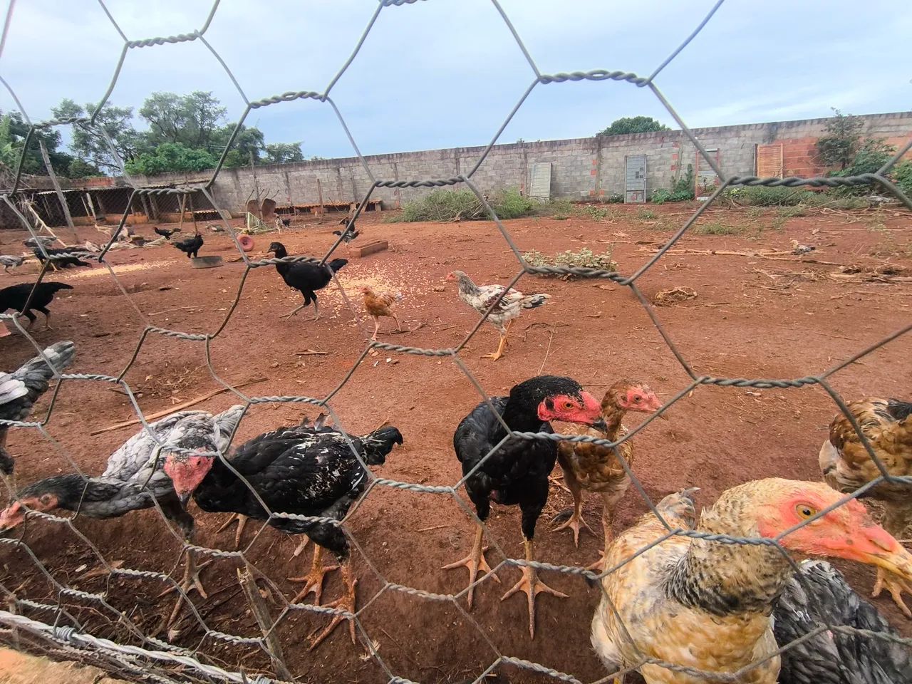 Galinhas, frangos, perus e Pintos médio e novos  - Foto 2