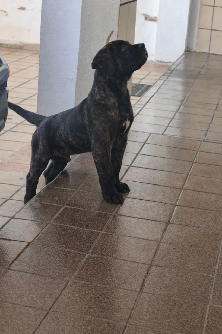 Filhotes Cane Corso - Foto 4