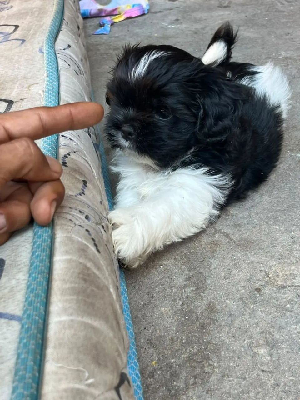 Filhotes de Shihtzu 