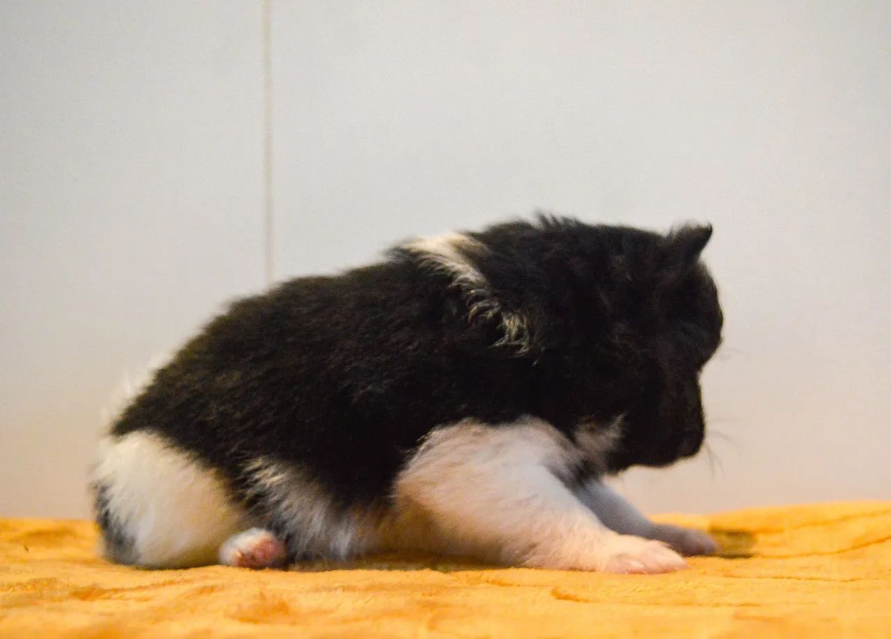 Lulu da Pomerania - Foto 2