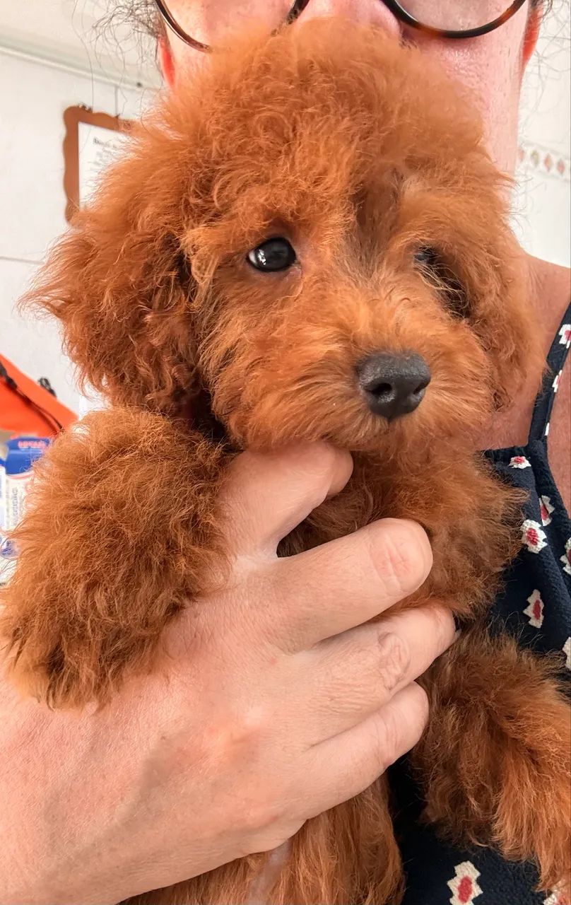 Poodle Red Anão  - Foto 4