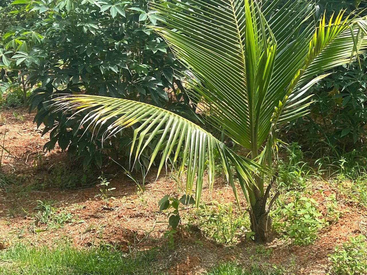 Foto - Campinas - Parque Eldorado