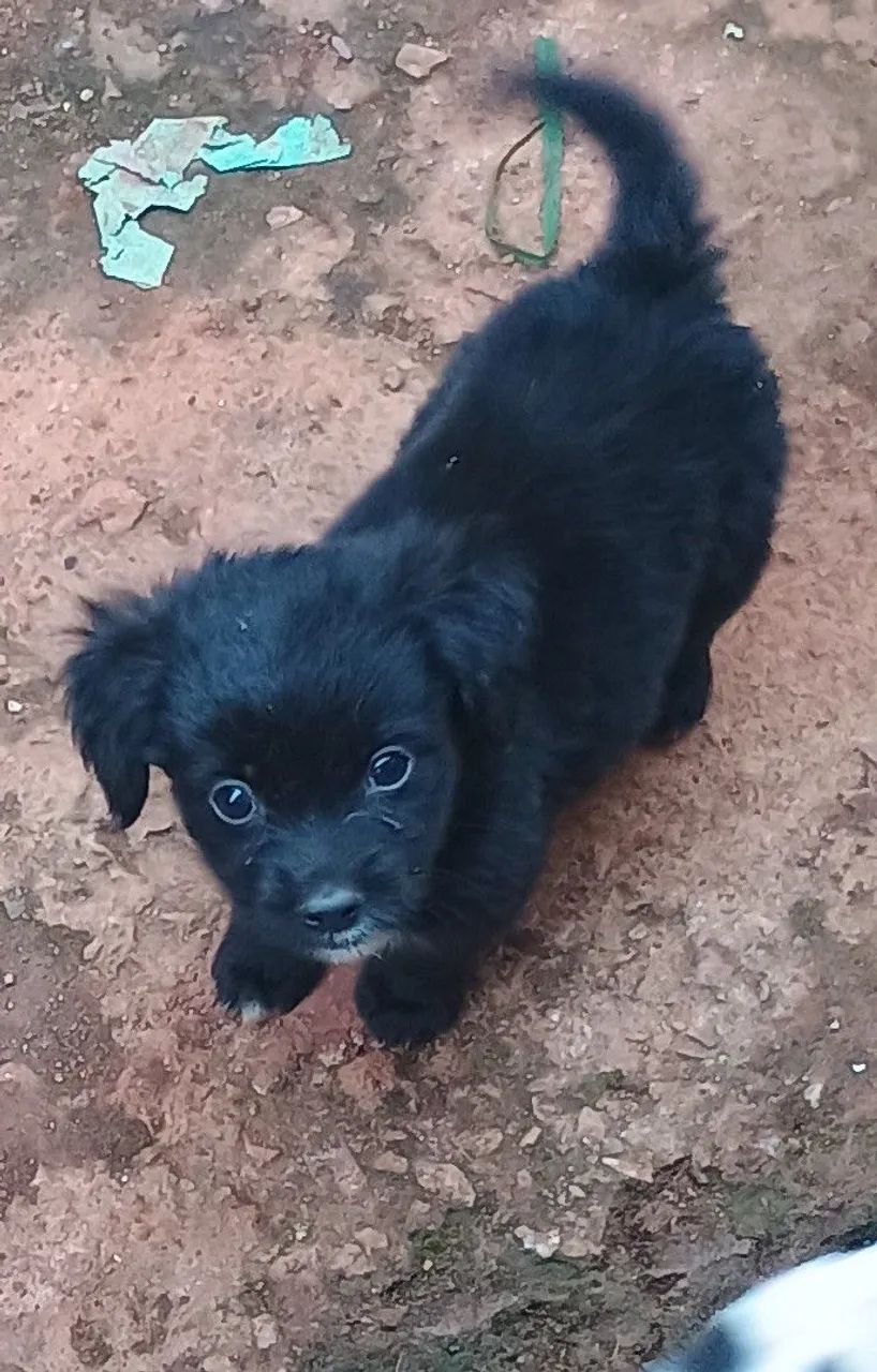 ADOÇÃO RESPONSÁVEL  - Foto 5