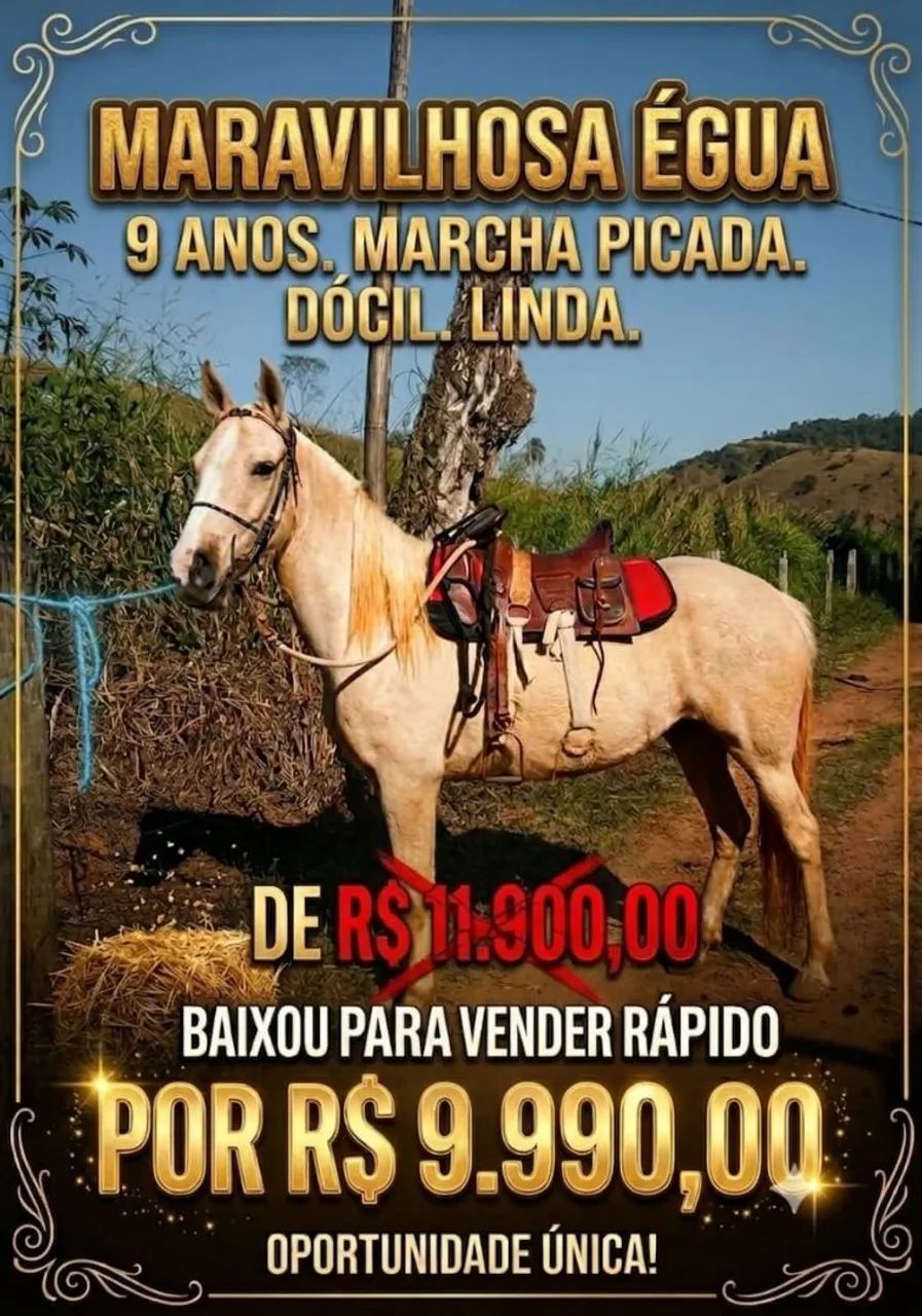Égua Baio Linda,  Dócil,  qq um monta.  PARCELO NO CARTÃO 