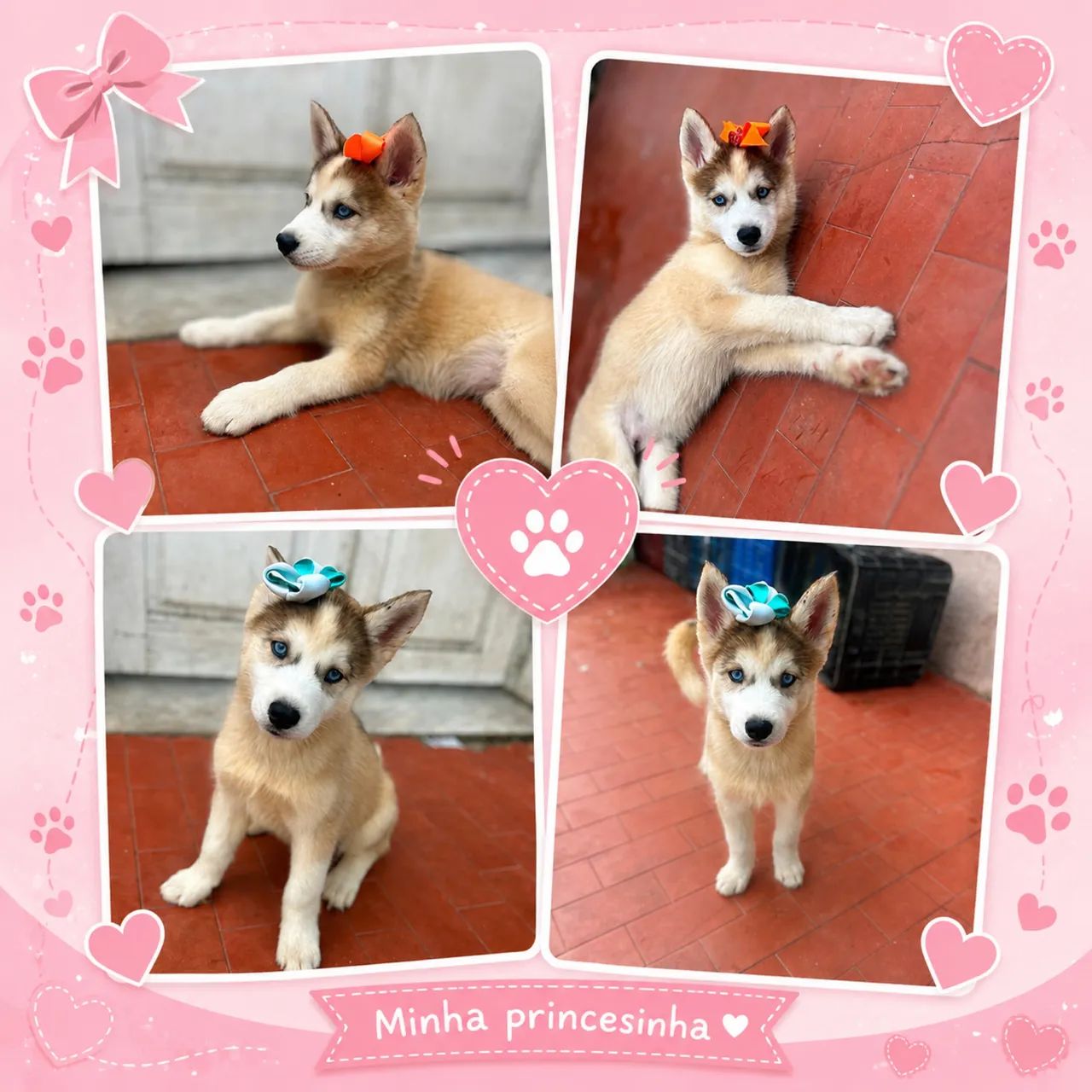 Husky siberiano  - Foto 2
